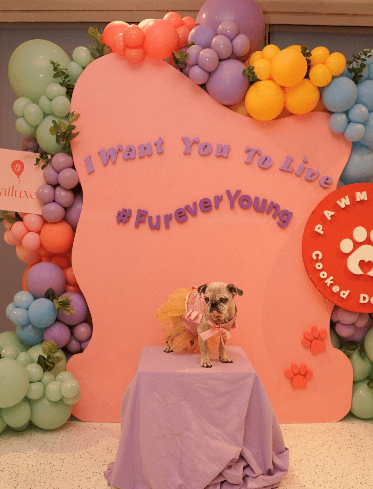 Organic Backdrop - Image 2